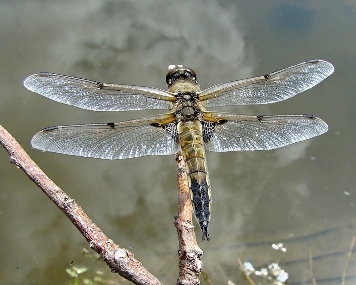 four-spotted chaser
